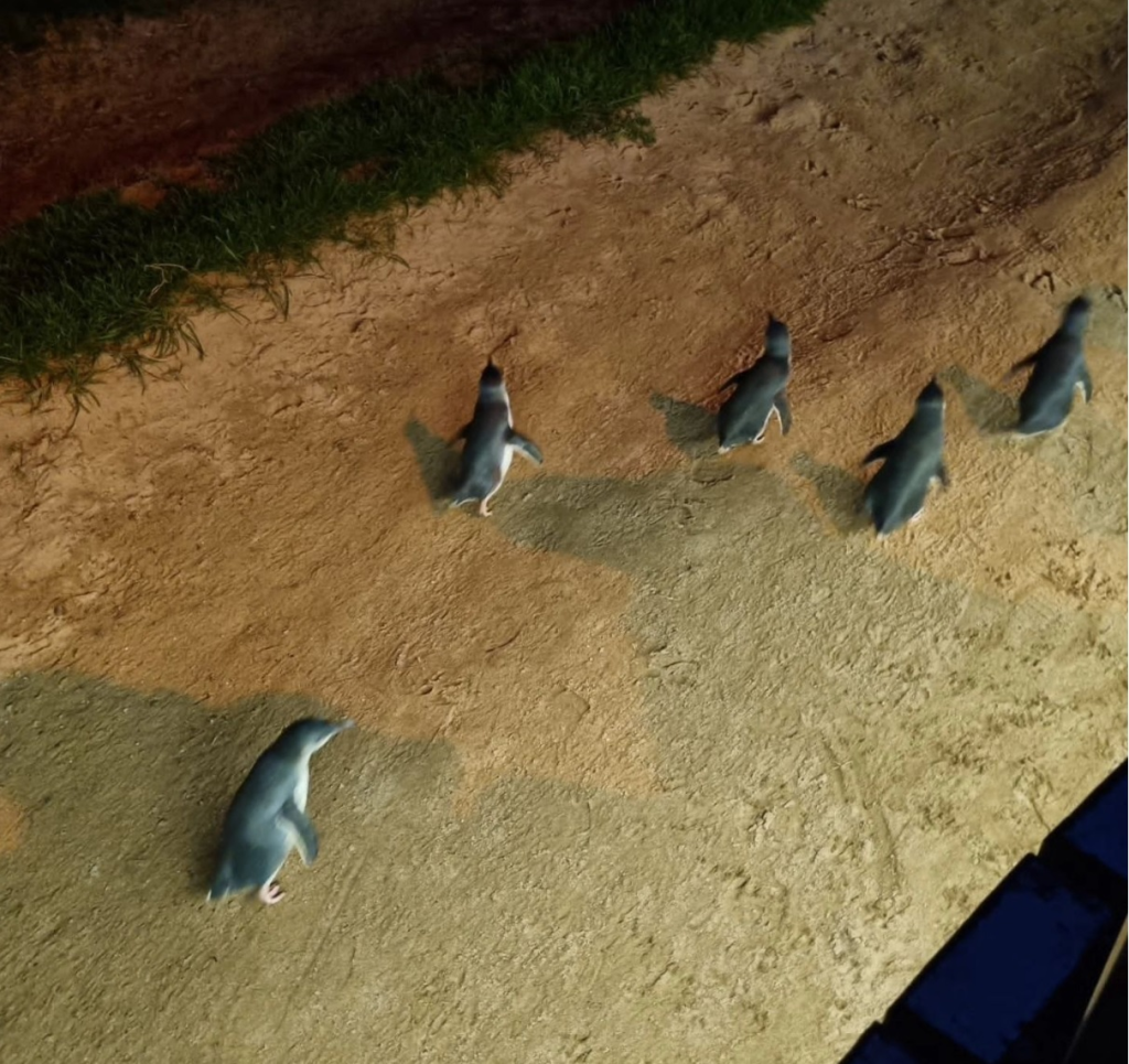 Penguin Parade