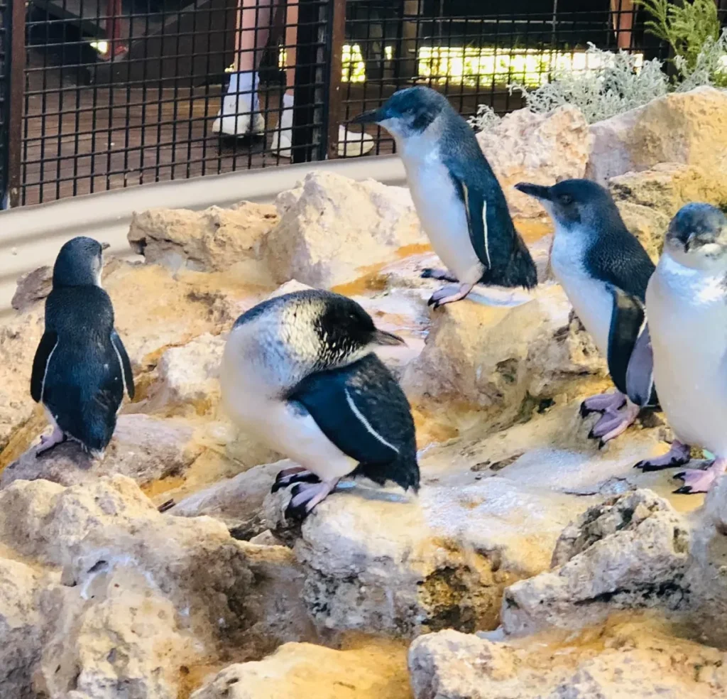 Penguin Island