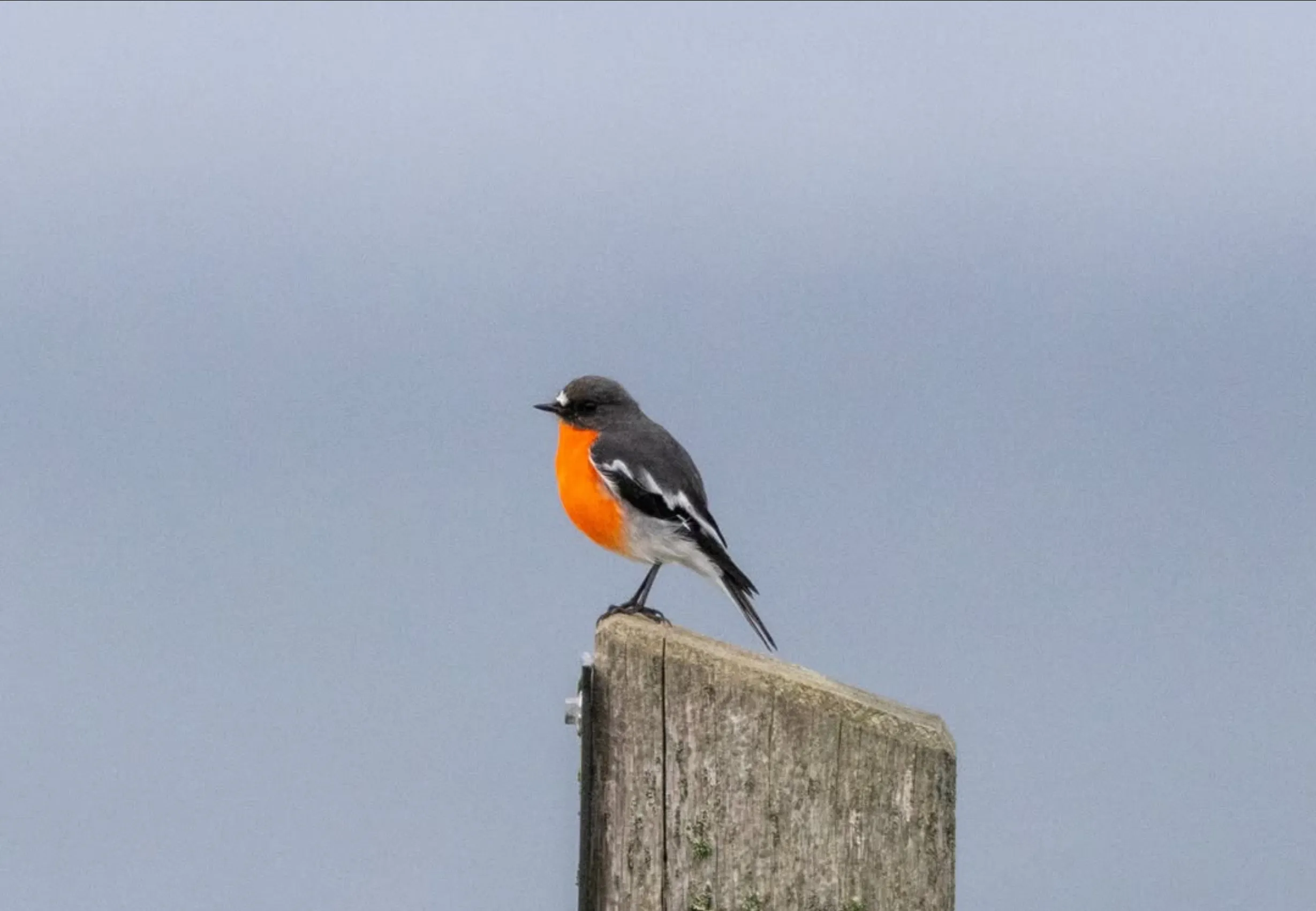 Animal at Phillip Island