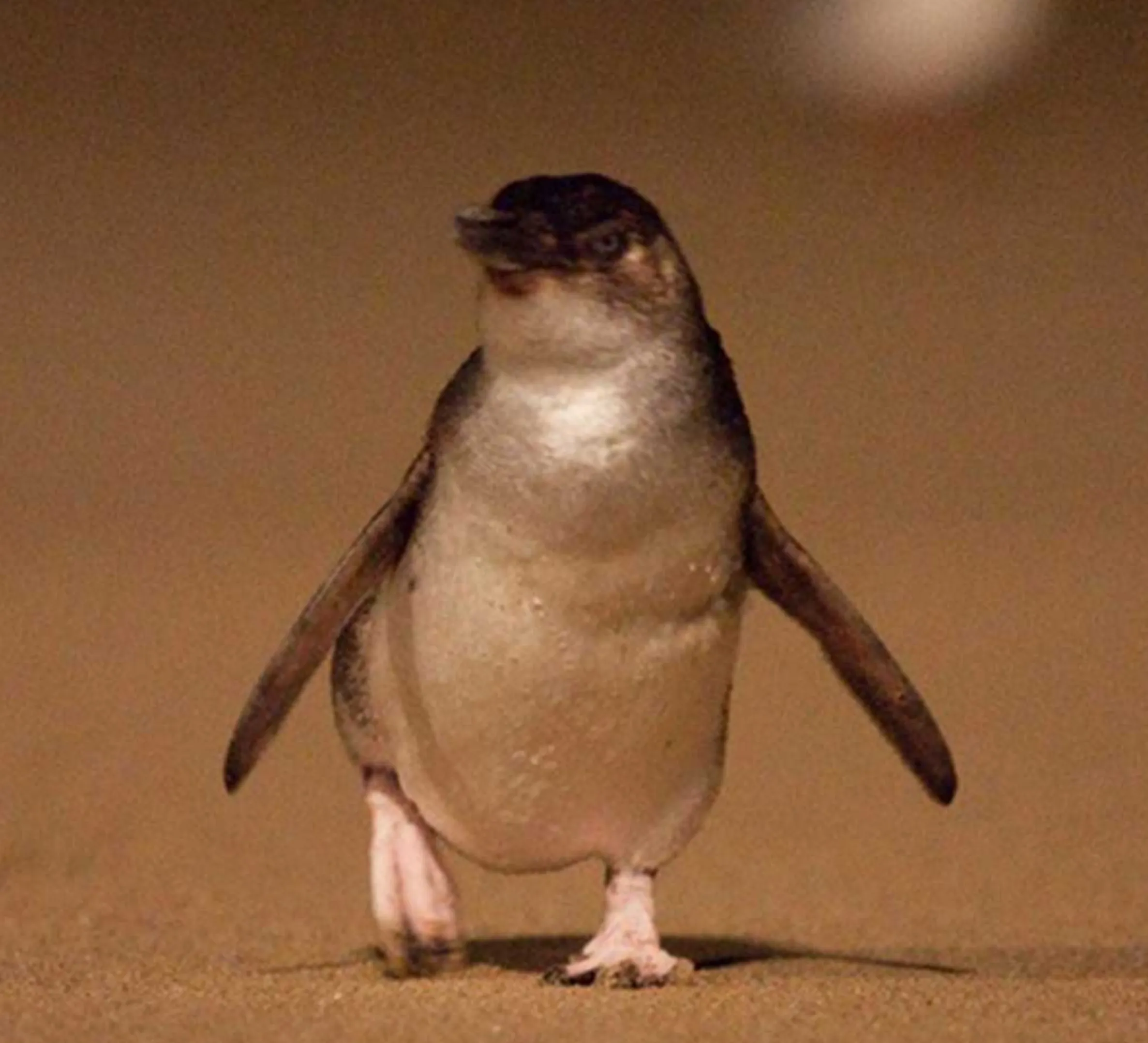 Little Penguins, Phillip Island