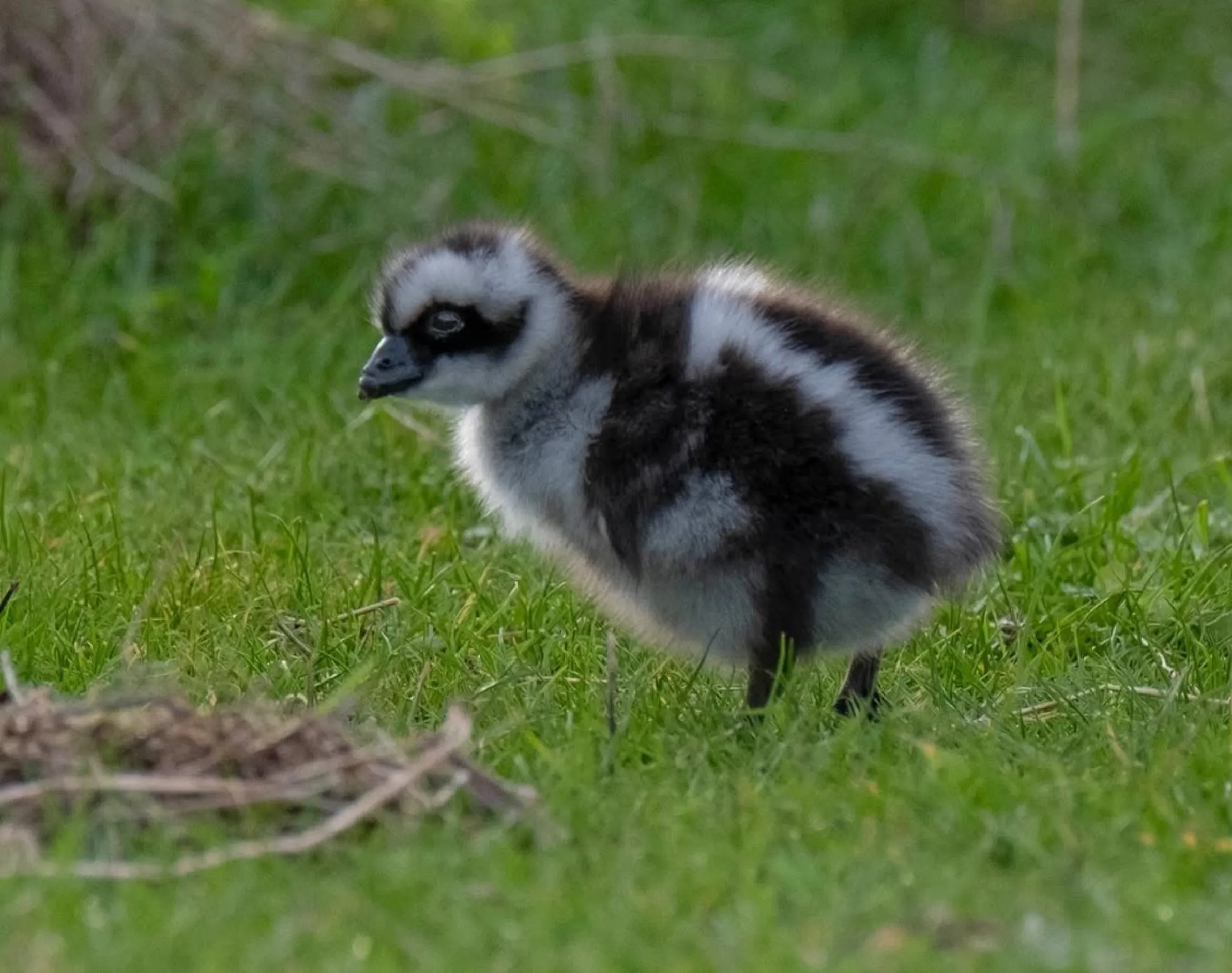 native birds, Phillip Island