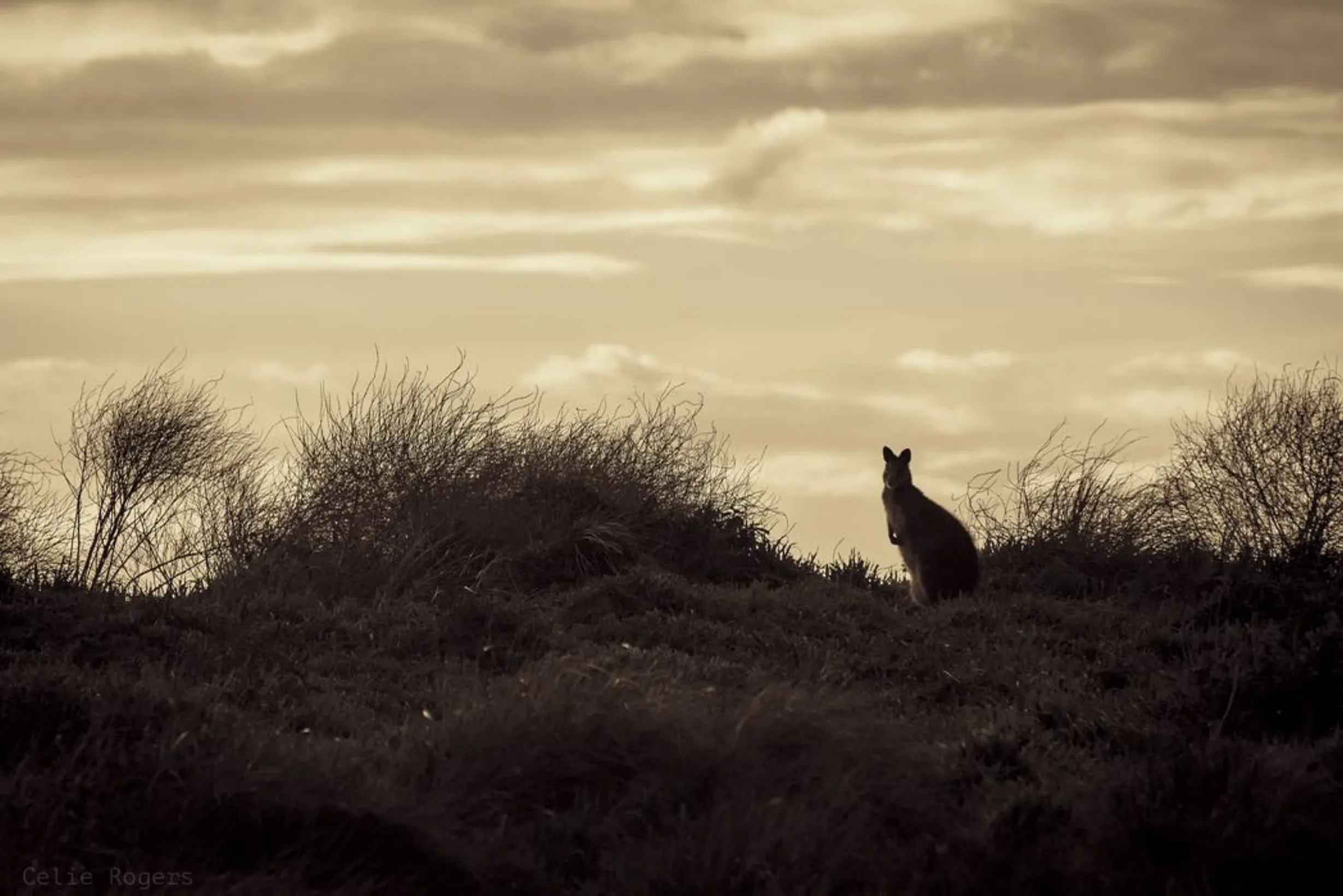 social animals, Phillip Island