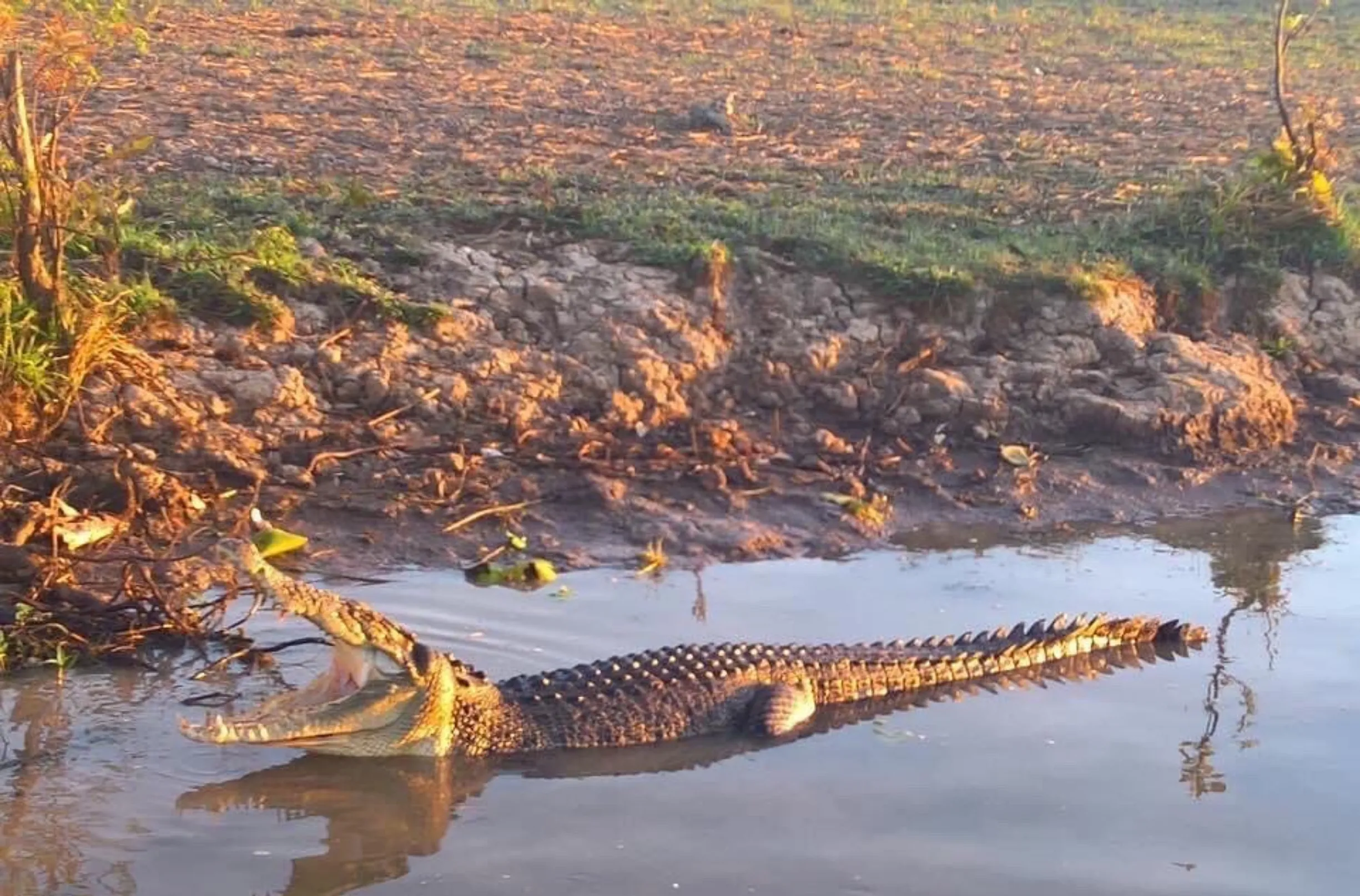 management response, Kakadu
