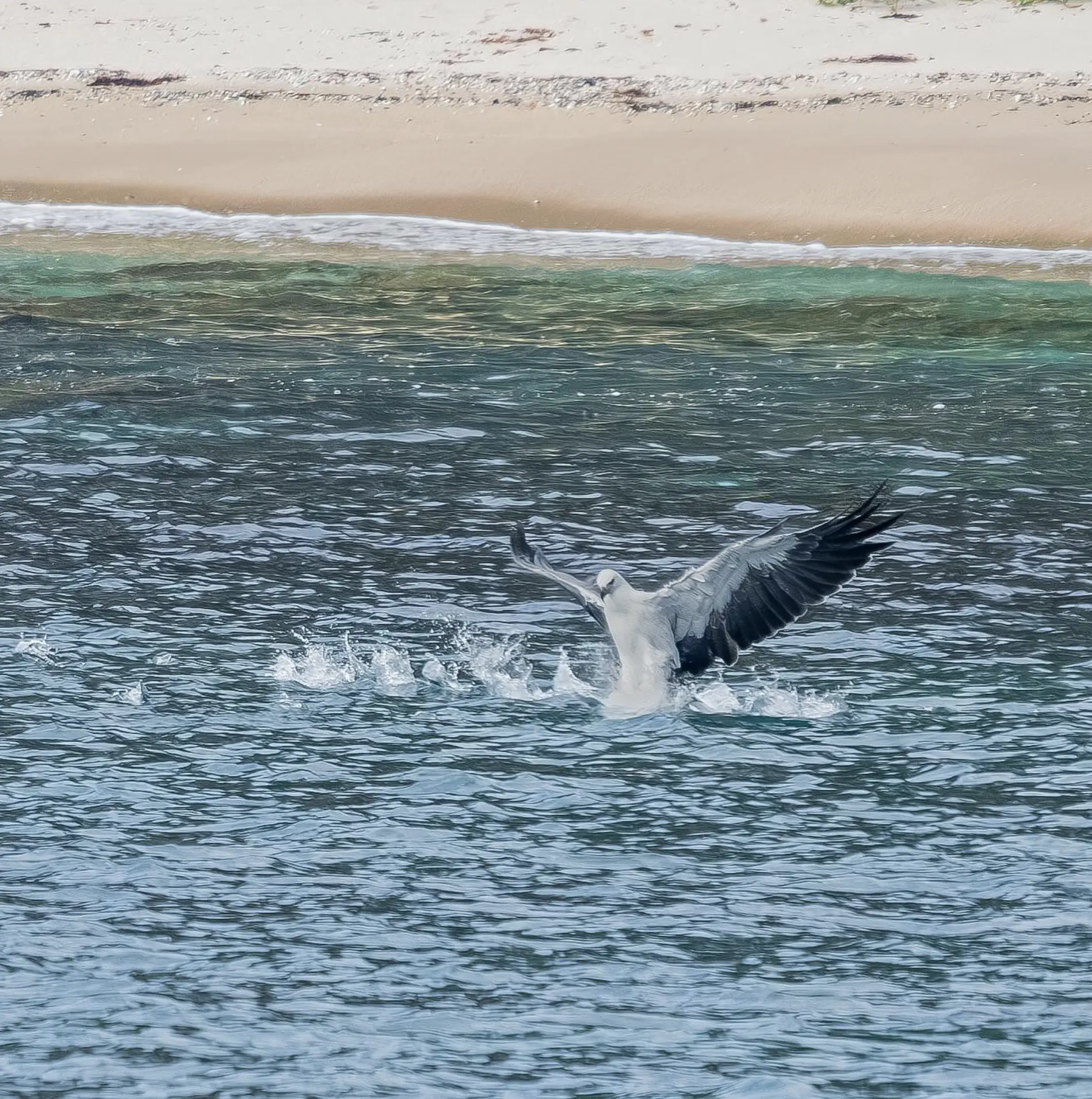 Sydney Whale Watching