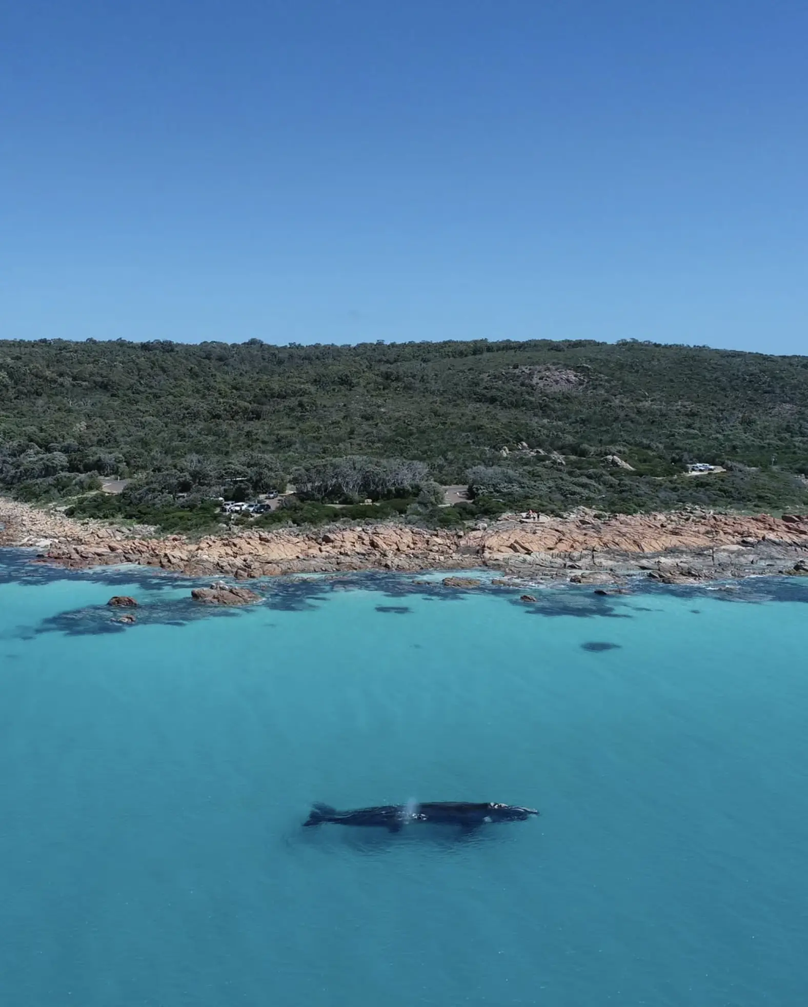 Whale Tours Australia