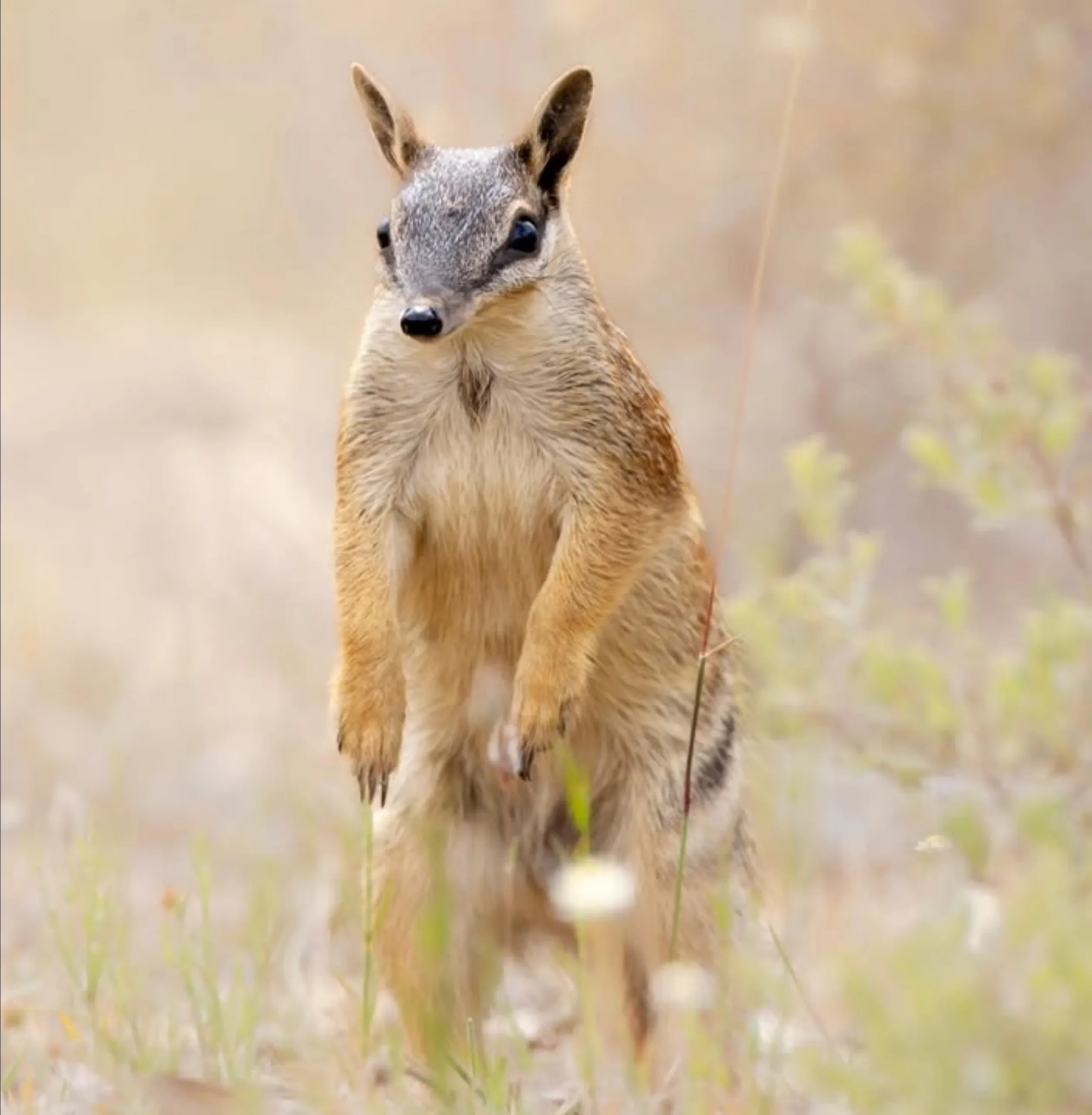 Australia travel safety wildlife