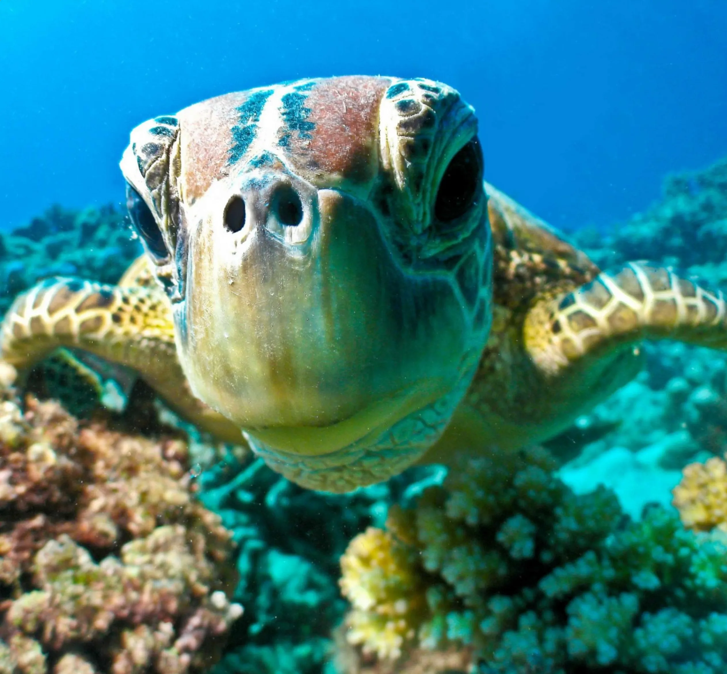 Marine Creatures in Australia