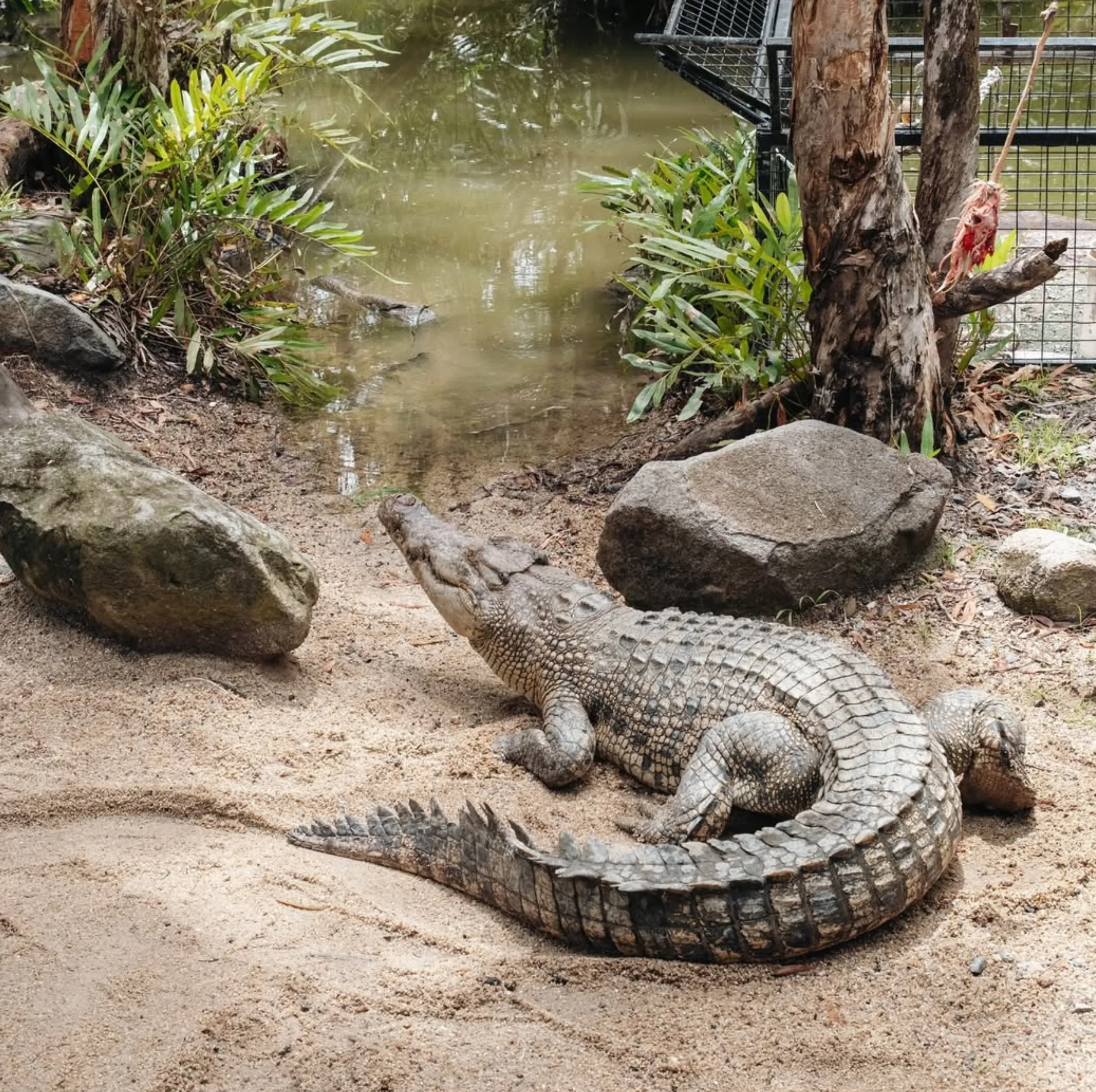 Saltwater Crocodiles in Australia