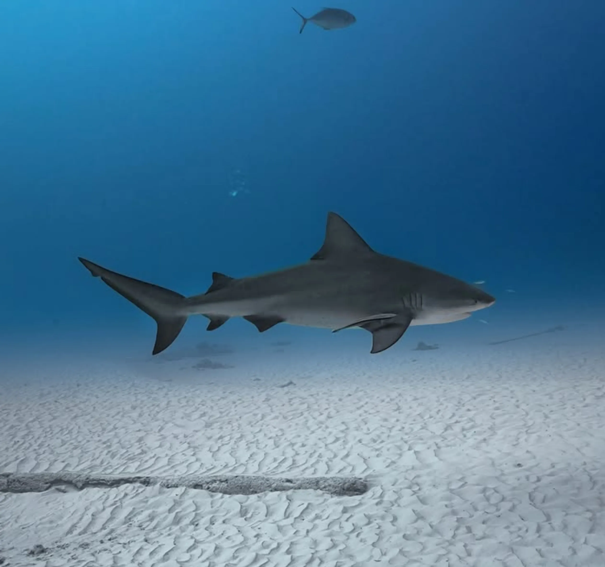 Sharks in Australia