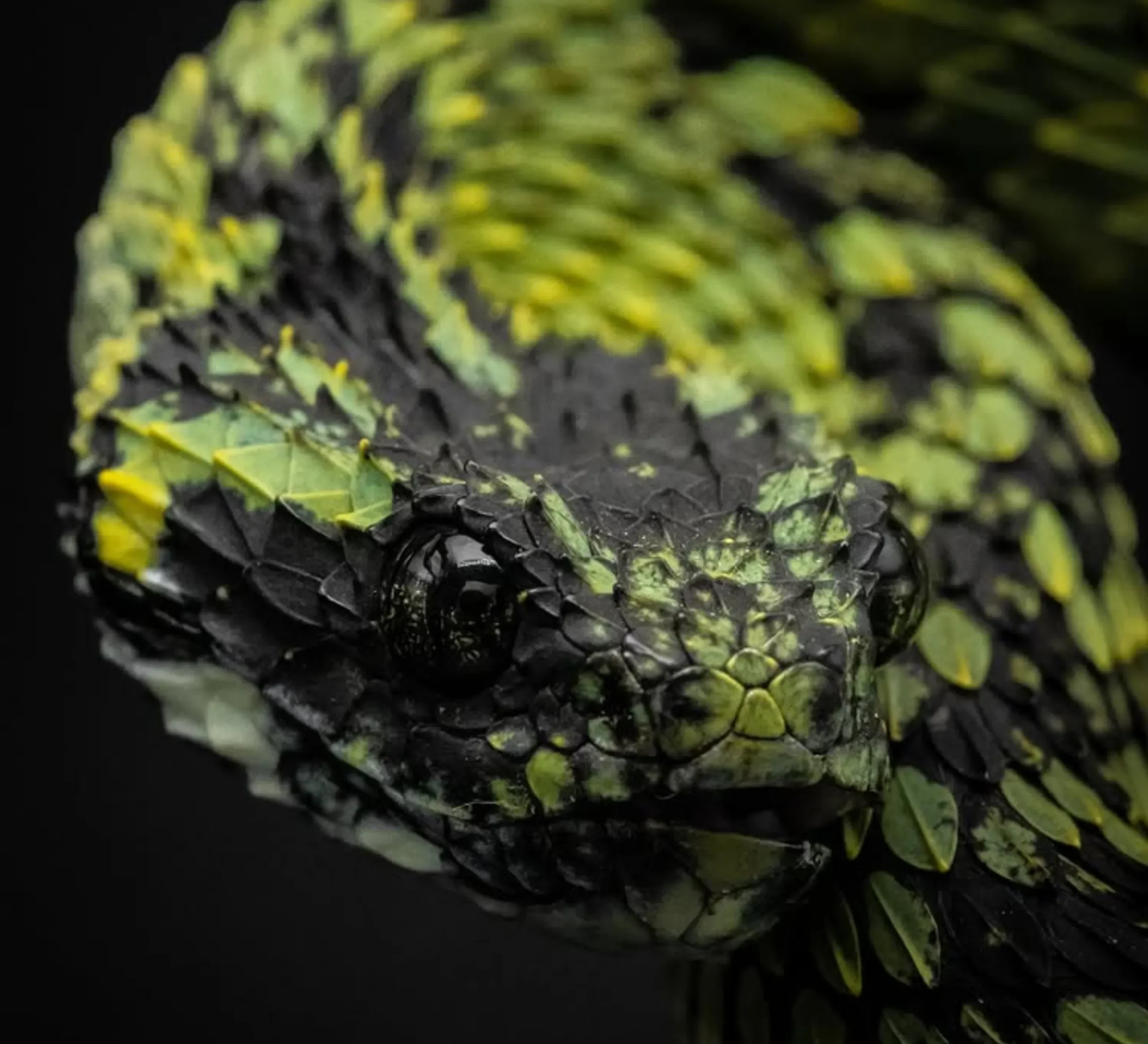 Venomous Snakes in Australia