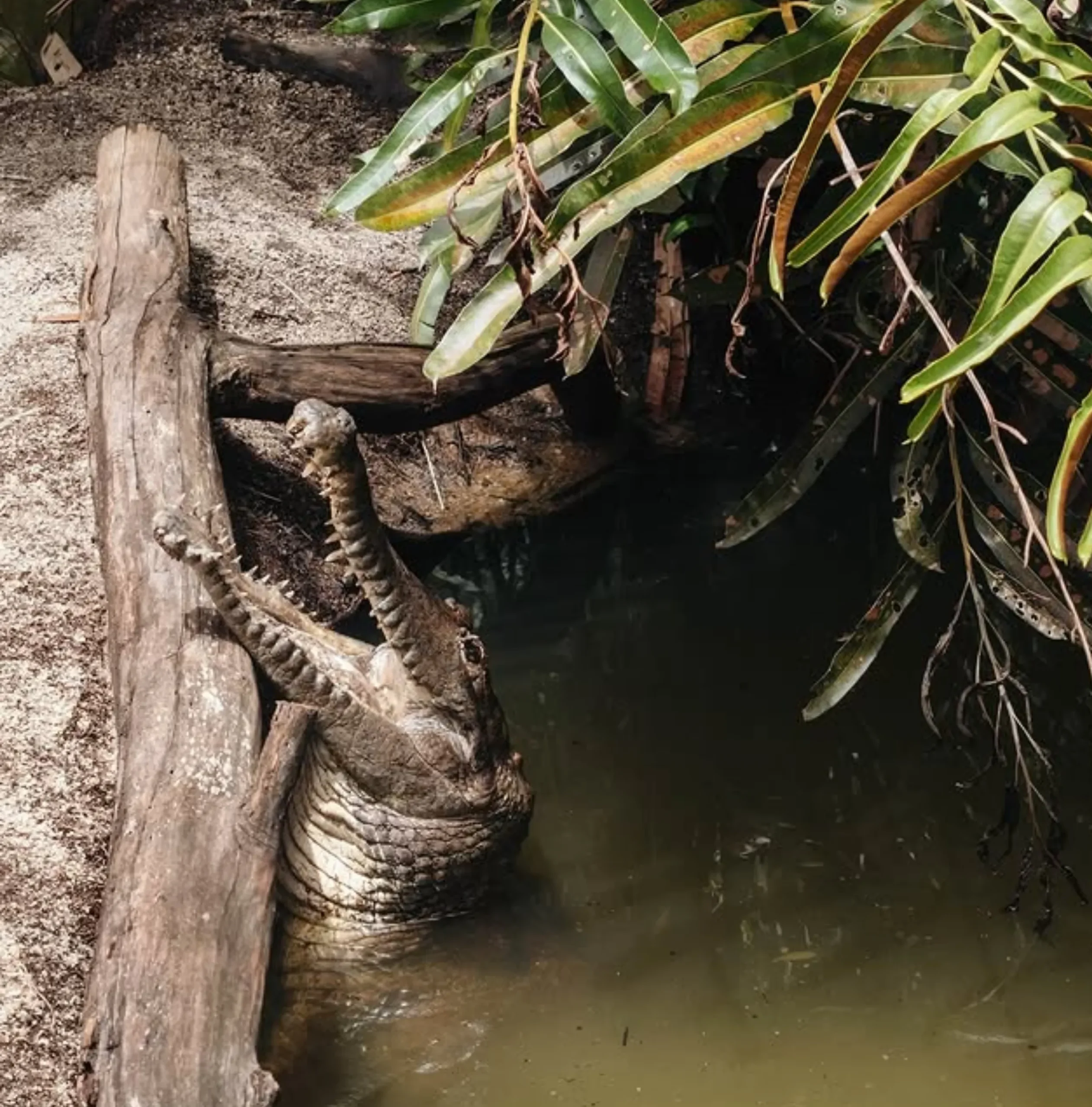 What wildlife is dangerous in Australia
